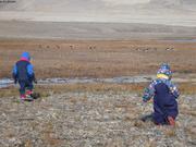 013 Approche oies bernaches