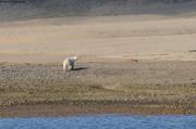 016 Ours baie de Woe