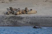 022 Groupe de morses dans Walrus Fiord