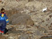 044 Lievre arctique detale