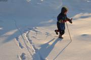 068 Traces de lemming