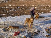 077 Premier contact avec nos chiens bis