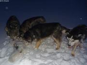 267 Les chiens attrapent un renard
