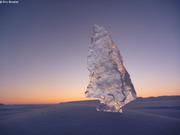 297 Eclat de glace plante dans congere