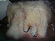 306 Peau de gros ours