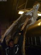 348 Amon suspend peau d ours