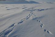 460 Traces ourse et ourson