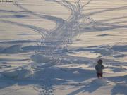 468 Leonie plage Grise Fiord