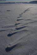 486 Traces renard en relief