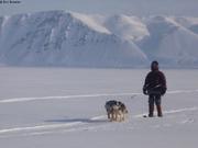 622 France ski chiens