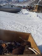 661 Tetes de morses Grise Fiord