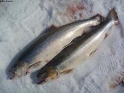 686 Omble chevalier ou Arctic charr
