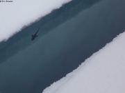 738 Morue arctique