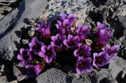 784 Premieres fleurs