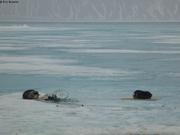 788 Chiens emmeles