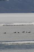 804 Guillemots a miroir