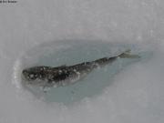 829 Petit poisson surgit des glaces