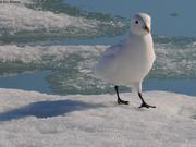 838 Mouette ivoire