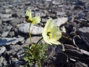 846 Saxifrage