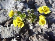 847 Saxifrage