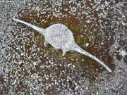 890 Vieille vertebre
