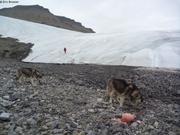 894 Chiens installes a terre