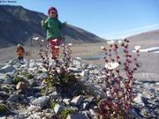 904 Saxifrage penchee