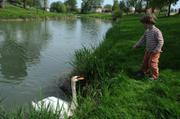 050 Leonie parle au cygne