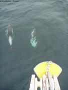 286 Dauphins