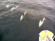 287 Quatre dauphins