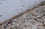 472 Petite colonie d un million d oiseaux
