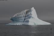 538 Oiseau de glace