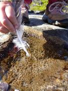 584 Peche aux bulles