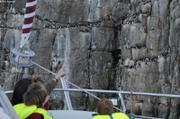 163 Guillemots et mouettes