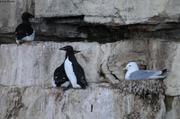 164 Guillemots et mouette