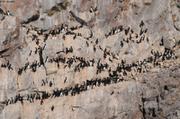 184 Guillemots baie Snow Parker