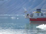 269n Un narval passe fiord Cap Sud