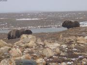 03 Boeufs musques Cambridge Bay