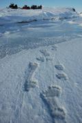 136 Traces ours et fleurs de glace