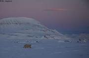 069 Ours crepuscule