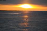 080 Ours et soleil levant
