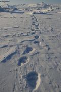 150 Traces d ours