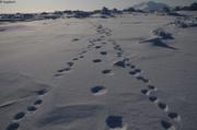 163 Traces oursons et ourse