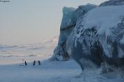 169 Chiens attendent sagement devant iceberg