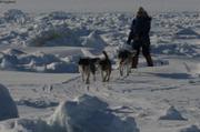 179 France chiens hummocks
