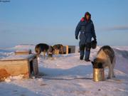 186 Repas des chiens