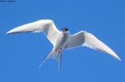 281 Sterne Arctique
