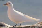302 Mouette Ivoire