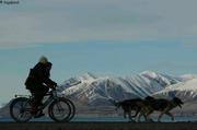 109 A velo avec les chiens 2