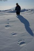 316 Leonie traces d ours